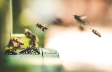 Emder Vortrag 2019 Bienen