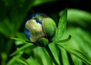 Weltkugel als Blüte - Beitragsbild Emder Vortrag 2023