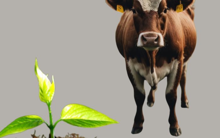 Veranstaltung Kuh Koevolution Anita Idel