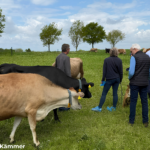 Grasland-Wiese-Menschen-Kühe-hinten-@Kämmer